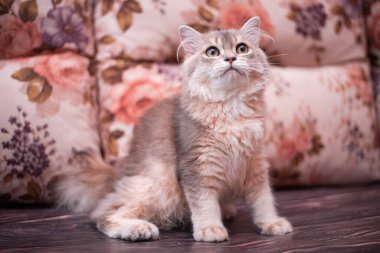 Kedi yavrusu İskoç İngiliz kedisi Burma cüce hayvanlar