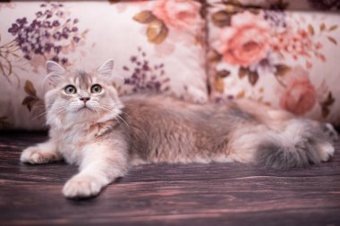 Kedi yavrusu İskoç İngiliz kedisi Burma cüce hayvanlar