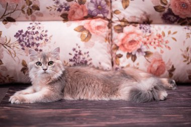 Kedi yavrusu İskoç İngiliz kedisi Burma cüce hayvanlar