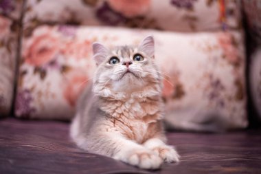 Kedi yavrusu İskoç İngiliz kedisi Burma cüce hayvanlar