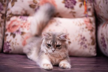 Kedi yavrusu İskoç İngiliz kedisi Burma cüce hayvanlar