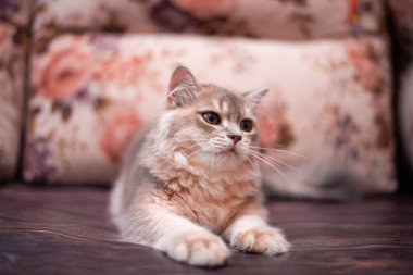 Kedi yavrusu İskoç İngiliz kedisi Burma cüce hayvanlar