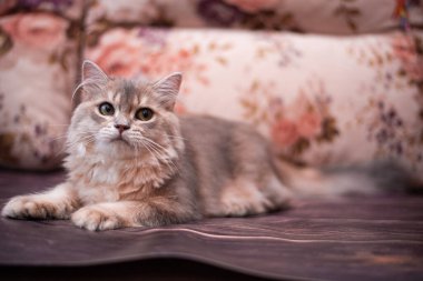 Kedi yavrusu İskoç İngiliz kedisi Burma cüce hayvanlar