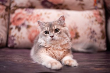 Kedi yavrusu İskoç İngiliz kedisi Burma cüce hayvanlar