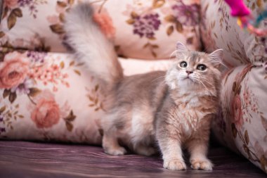 Kedi yavrusu İskoç İngiliz kedisi Burma cüce hayvanlar