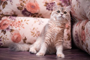 Kedi yavrusu İskoç İngiliz kedisi Burma cüce hayvanlar