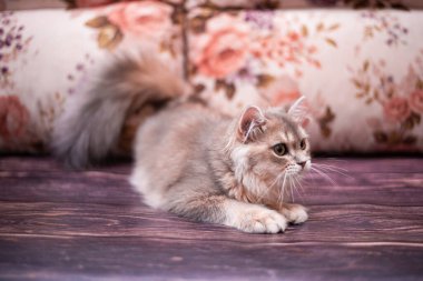 Kedi yavrusu İskoç İngiliz kedisi Burma cüce hayvanlar