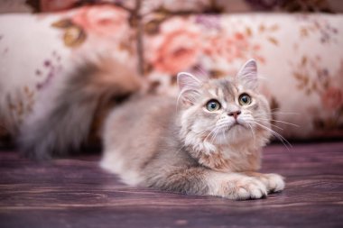 Kedi yavrusu İskoç İngiliz kedisi Burma cüce hayvanlar