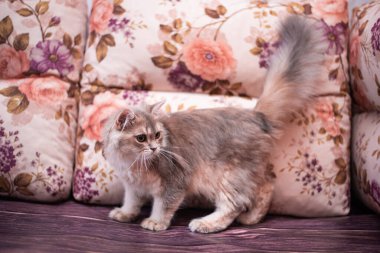 Kedi yavrusu İskoç İngiliz kedisi Burma cüce hayvanlar