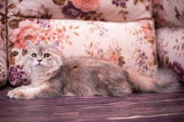 Kedi yavrusu İskoç İngiliz kedisi Burma cüce hayvanlar