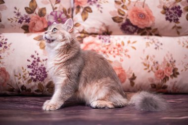 Kedi yavrusu İskoç İngiliz kedisi Burma cüce hayvanlar