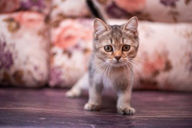 Kedi yavrusu İskoç İngiliz kedisi Burma cüce hayvanlar