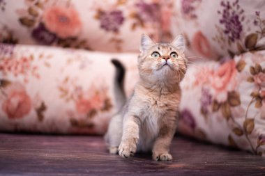 Kedi yavrusu İskoç İngiliz kedisi Burma cüce hayvanlar