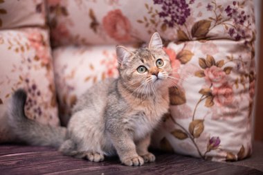 Kedi yavrusu İskoç İngiliz kedisi Burma cüce hayvanlar