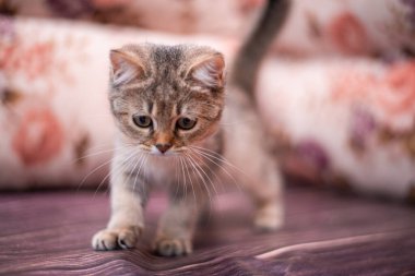 Kedi yavrusu İskoç İngiliz kedisi Burma cüce hayvanlar