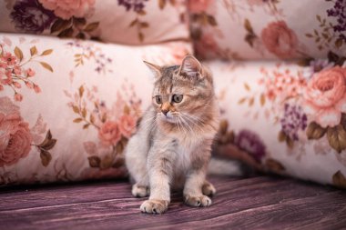 Kedi yavrusu İskoç İngiliz kedisi Burma cüce hayvanlar