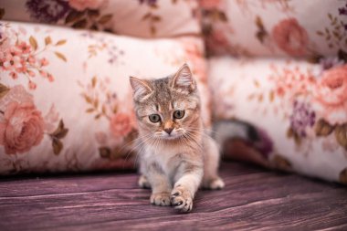 Kedi yavrusu İskoç İngiliz kedisi Burma cüce hayvanlar