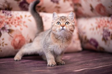 Kedi yavrusu İskoç İngiliz kedisi Burma cüce hayvanlar