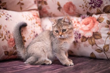 Kedi yavrusu İskoç İngiliz kedisi Burma cüce hayvanlar