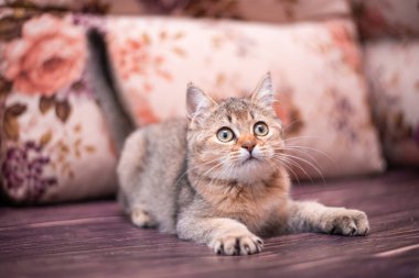 Kedi yavrusu İskoç İngiliz kedisi Burma cüce hayvanlar