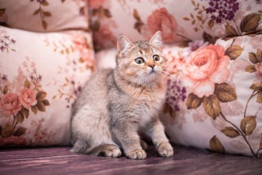 Kedi yavrusu İskoç İngiliz kedisi Burma cüce hayvanlar