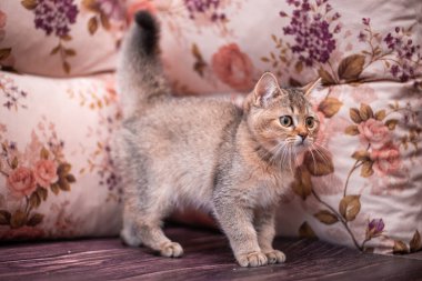 Kedi yavrusu İskoç İngiliz kedisi Burma cüce hayvanlar