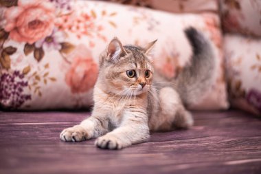 Kedi yavrusu İskoç İngiliz kedisi Burma cüce hayvanlar