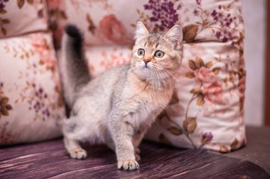 Kedi yavrusu İskoç İngiliz kedisi Burma cüce hayvanlar