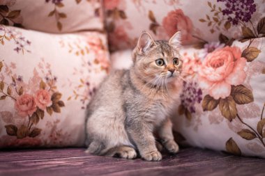 Kedi yavrusu İskoç İngiliz kedisi Burma cüce hayvanlar