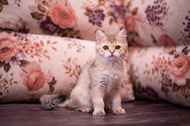 Kedi yavrusu İskoç İngiliz kedisi Burma cüce hayvanlar