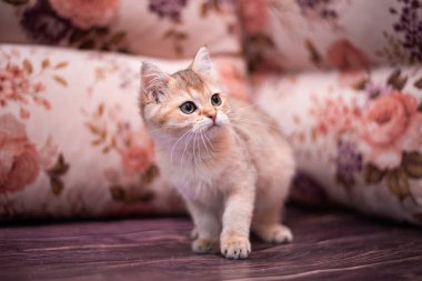 Kedi yavrusu İskoç İngiliz kedisi Burma cüce hayvanlar