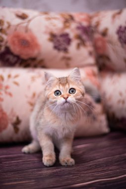 Kedi yavrusu İskoç İngiliz kedisi Burma cüce hayvanlar