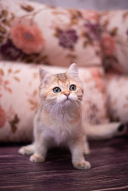 Kedi yavrusu İskoç İngiliz kedisi Burma cüce hayvanlar