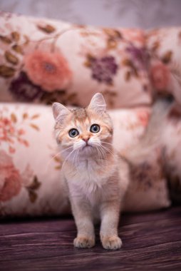 Kedi yavrusu İskoç İngiliz kedisi Burma cüce hayvanlar