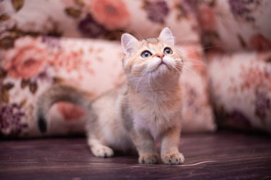 Kedi yavrusu İskoç İngiliz kedisi Burma cüce hayvanlar