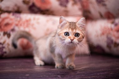 Kedi yavrusu İskoç İngiliz kedisi Burma cüce hayvanlar