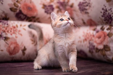 Kedi yavrusu İskoç İngiliz kedisi Burma cüce hayvanlar