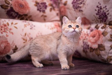 Kedi yavrusu İskoç İngiliz kedisi Burma cüce hayvanlar