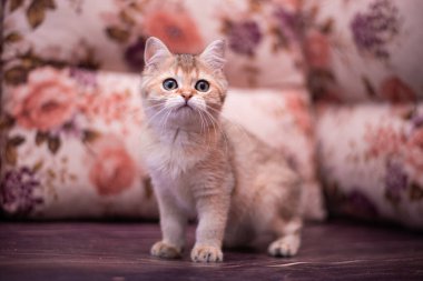 Kedi yavrusu İskoç İngiliz kedisi Burma cüce hayvanlar