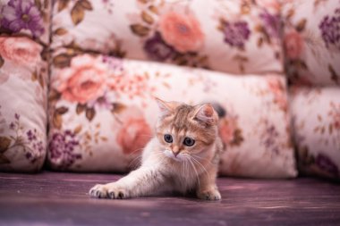 Kedi yavrusu İskoç İngiliz kedisi Burma cüce hayvanlar