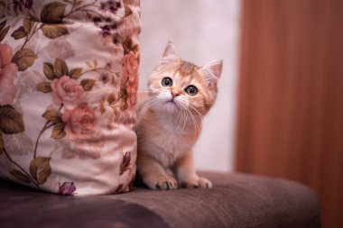 Kedi yavrusu İskoç İngiliz kedisi Burma cüce hayvanlar