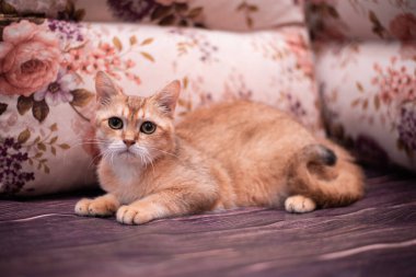 Kedi yavrusu İskoç İngiliz kedisi Burma cüce hayvanlar