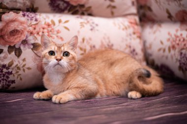 Kedi yavrusu İskoç İngiliz kedisi Burma cüce hayvanlar