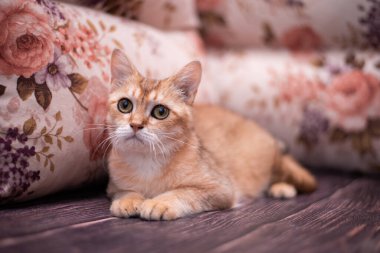 Kedi yavrusu İskoç İngiliz kedisi Burma cüce hayvanlar