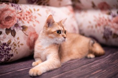 Kedi yavrusu İskoç İngiliz kedisi Burma cüce hayvanlar