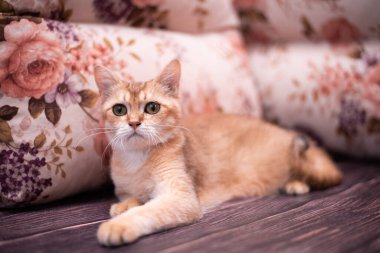 Kedi yavrusu İskoç İngiliz kedisi Burma cüce hayvanlar