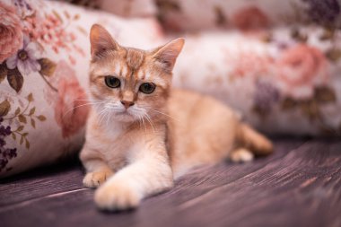 Kedi yavrusu İskoç İngiliz kedisi Burma cüce hayvanlar