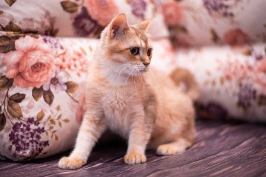 Kedi yavrusu İskoç İngiliz kedisi Burma cüce hayvanlar