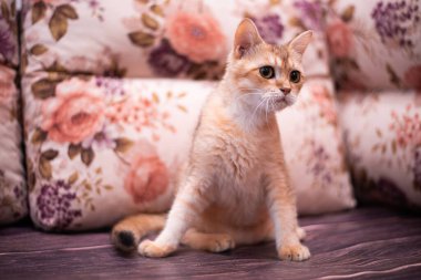 Kedi yavrusu İskoç İngiliz kedisi Burma cüce hayvanlar