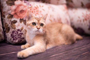 Kedi yavrusu İskoç İngiliz kedisi Burma cüce hayvanlar